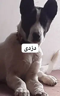 توله سراب میکس ۷ماهه خوب دقت کن.