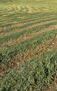یونجە پرس شدە امادە بارگیری