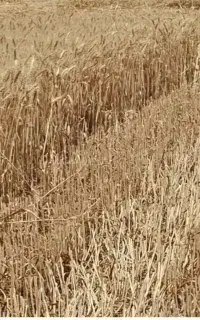 خرید فروش کاه