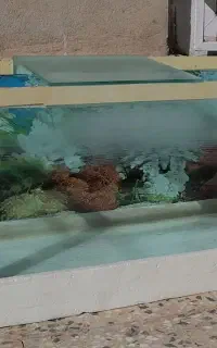آکواریوم ماهی