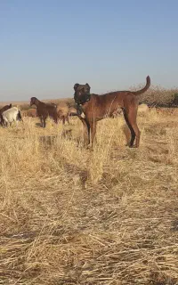 سگ گله ای