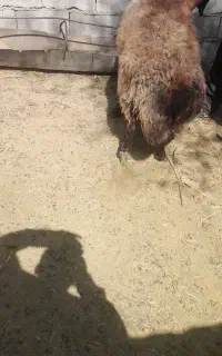 قوچ افشارنژادبسیارخوب