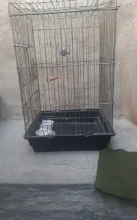 قفس کاسکو عروس هلندی یا مرغ عشق