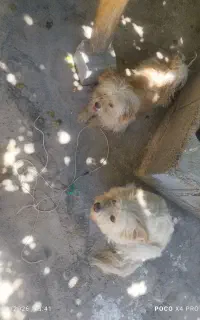 فروش سگ نر و ماده