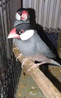 فنچ مصری