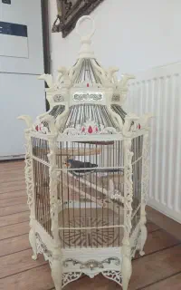 قفس سلطنتی عروس هلندی نر و ماده
