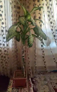 گل دیفن