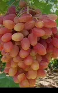 فروش انگور فخری بجنورد (کلی)