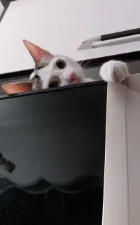 واگذاری رایگان گربه نر