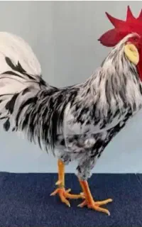 مرغ های زینتی همه واکسن خورده