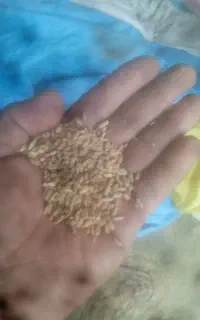گندم