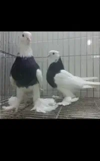 طوقی