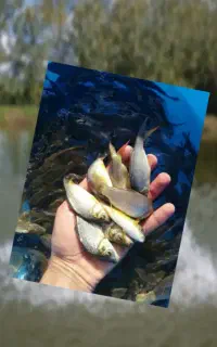 بچه ماهی کپور اموزش فروش