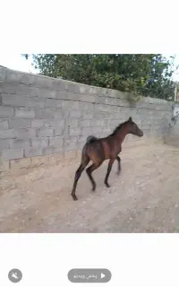 سلام کره ی از ستاره بیدله دوساله سرو دم گیر