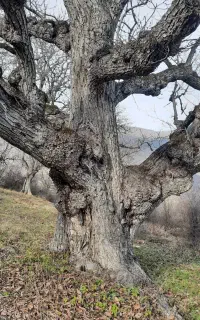 خریدار نقد درختان باغی