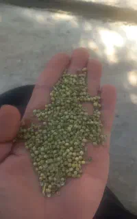 فروش ده تن کشیز پرسی مطابق عکس