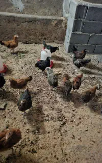 مرغ خروس نوچه ۱۸عدد