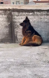 ژرمن شپرد ماده موبلند قیمت مناسب