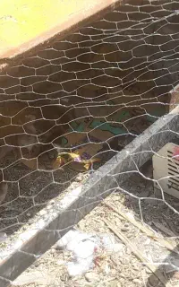جوجه مرغ  اصل