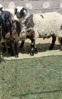کارگر دامداری خدمات