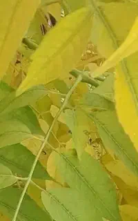 استخدام نیروی کار افغانی جهت کار برای باغداری