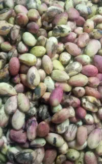 پسته اکبری خندان