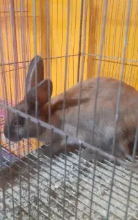 خرگوش نر وماده  اهلی