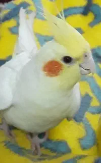 گمشده عروس هلندی در محدوده وحید
