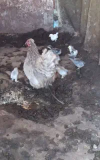 کوشین