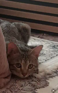یک عدد گربه نر شیطون