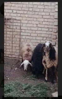 بره  جوان مناسب کشتار و پروار