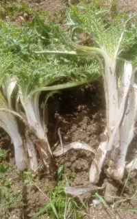 کارگر میوه فروشی اما با سواد سن بالای۴۵سال