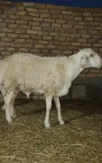 بره چینی