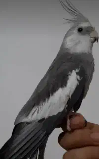 گمشده