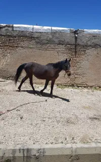 اسب مادیان معاوضه با موتور
