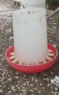 دانه خوری مرغ