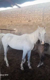 فروش اسب مادیون اصیل ایرانی با کره