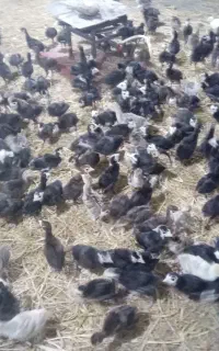 جوجه بوقلمون نژاد فرانسه