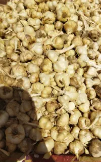 سیر همدان