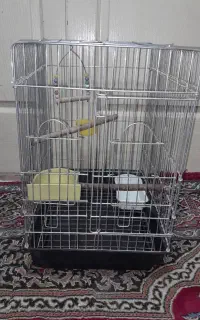 قفس