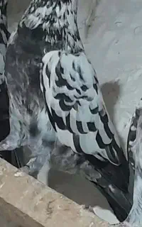 گمشده کبوتر سوسکی ماده+جوجه جیر سبز