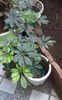 گل شفلرا ابلق