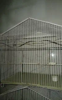 دوتا قفس قناری مرغ عشق