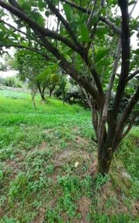 شخم زنی زمین لابه لای درختان با تیلر هرهزارمتر۲۷۰۰