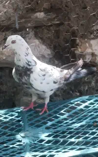 کفتر خوب
