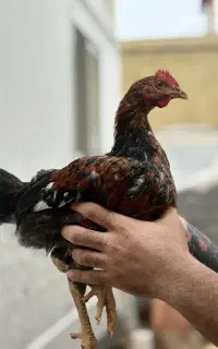 خروس محلی اورگانیک