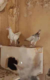 چندجفت کفتراس