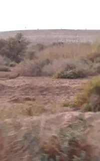 باغبانی ودرخت کاری