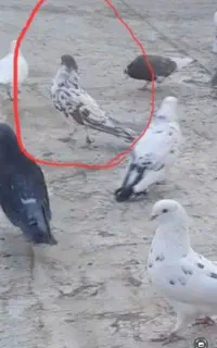 کبوتر گمشده