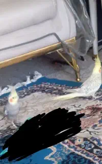 جفت عروس مولد